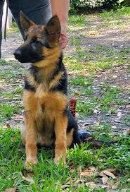Dreamweaver Kennels