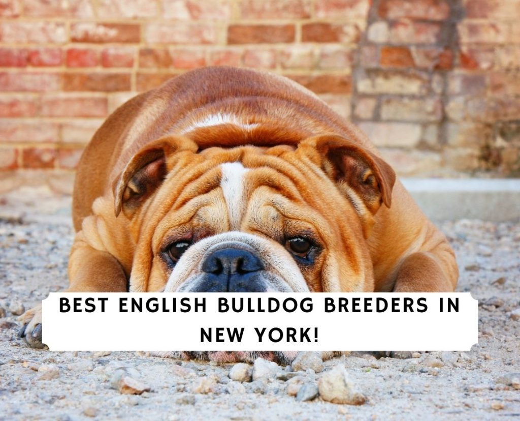 6 Best English Bulldog Breeders In New York 2021 We Love Doodles