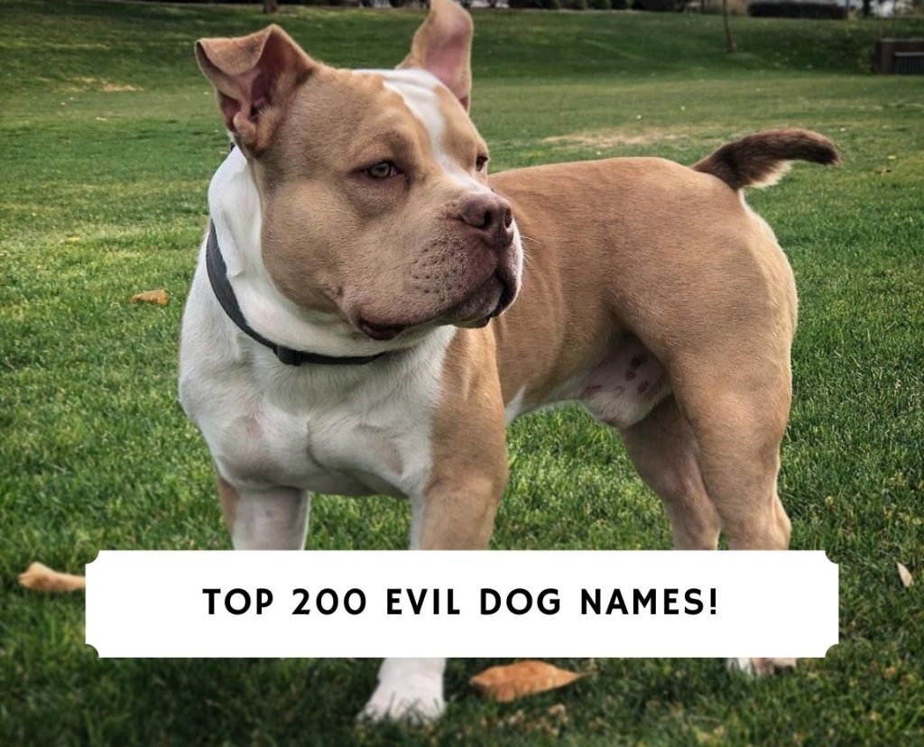 Evil Male Dog Names