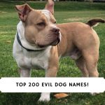 Evil Dog Names