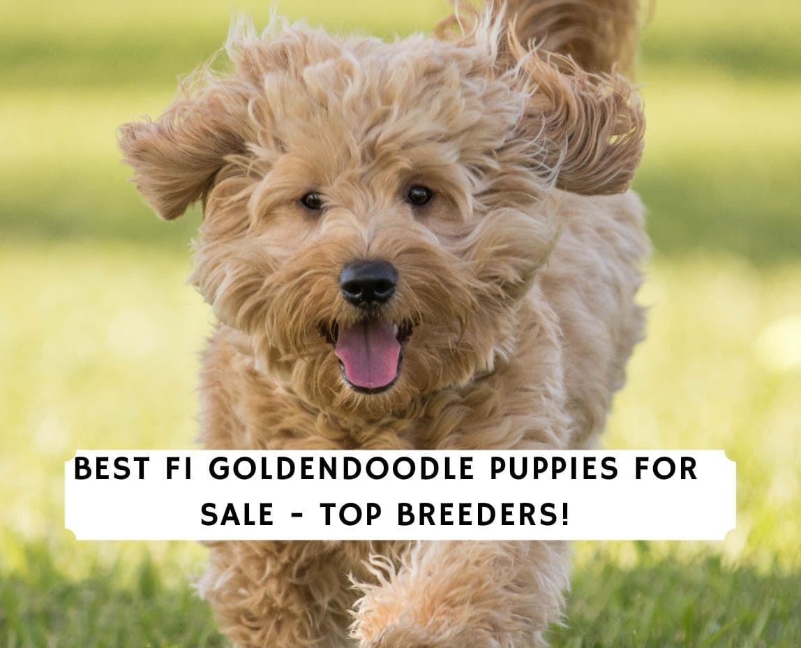 F1 Goldendoodle Puppies For Sale Top 6 Breeders 2021 We Love Doodles