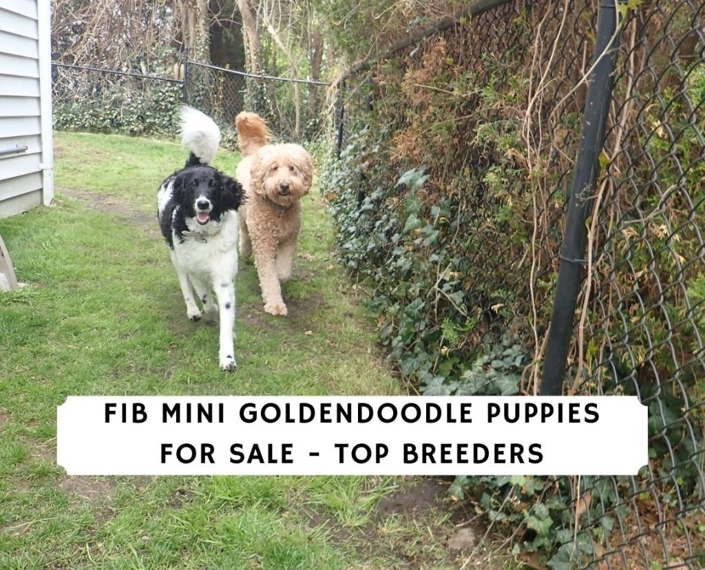 F1b Mini Goldendoodle Puppies For Sale Top 8 Breeders 2021 We Love Doodles