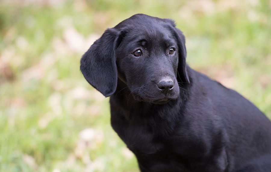 Badass Names For Black Female Dogs