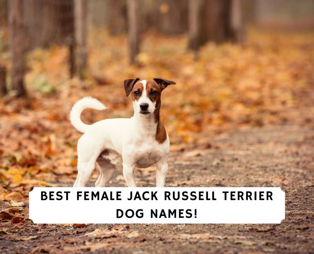 Top 100 Female Jack Russell Terrier Dog Names 2021 We Love Doodles