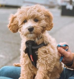 do cockapoo dogs bark a lot