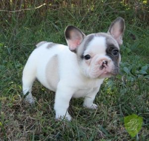 5 Best French Bulldog Breeders In Florida 2021 We Love Doodles