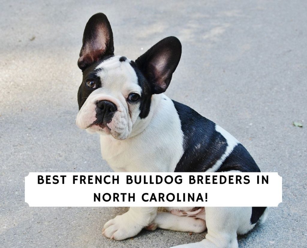 5 Best French Bulldog Breeders In North Carolina 2021 We Love Doodles