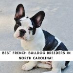 French Bulldog Breeders in North Carolina