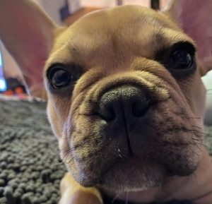 5 Best French Bulldog Breeders In North Carolina 2021 We Love Doodles