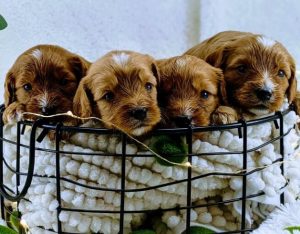 7 Best Cockapoo Breeders In Illinois 2021 We Love Doodles