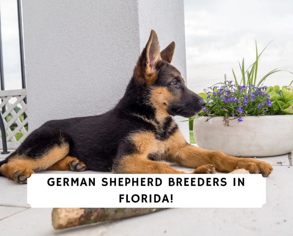 3 Best German Shepherd Breeders In Florida 2021 We Love Doodles