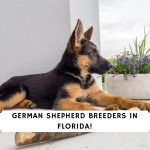 German Shepherd Breeders in Florida