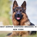 German Shepherd Breeders in New York