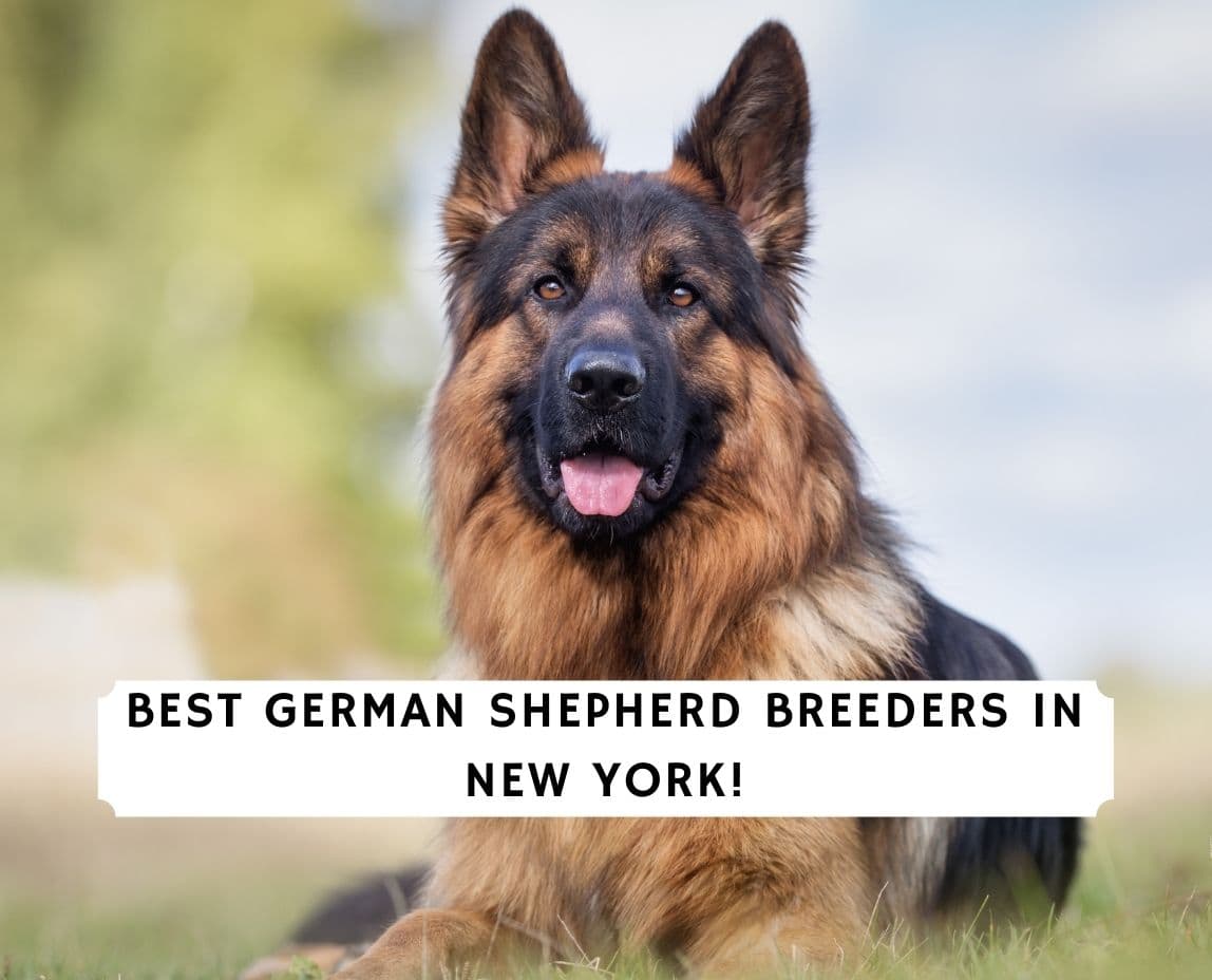 5 Best German Shepherd Breeders in New York! (2024) - We Love Doodles