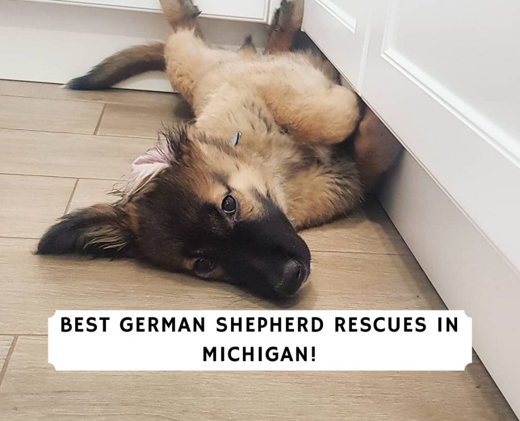 Best German Shepherd Rescues In Michigan 2021 We Love Doodles