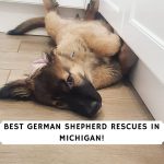 German Shepherd Rescues in Michigan