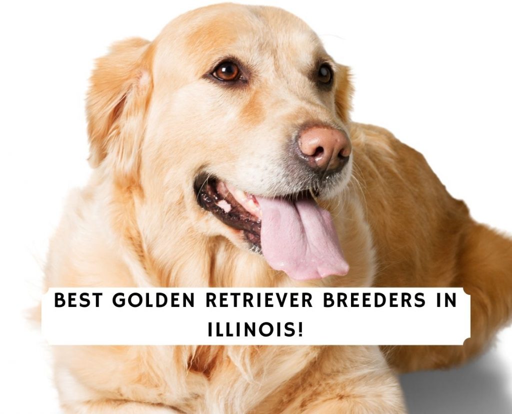 6 Best Golden Retriever Breeders In Illinois 2021 We Love Doodles