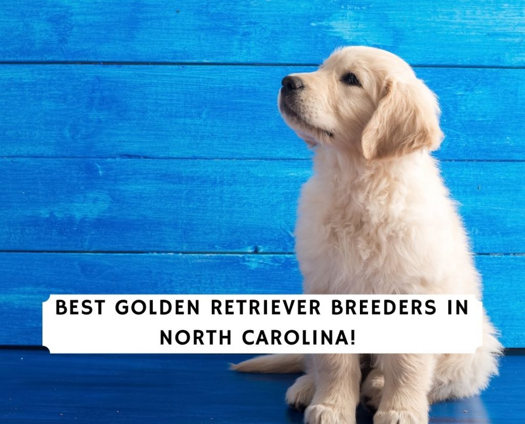 34 HQ Photos Mini Golden Retriever Puppies Nc : 6 Best Golden Retriever Breeders In North Carolina 2021 We Love Doodles