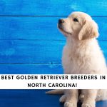 Golden Retriever Breeders in North Carolina