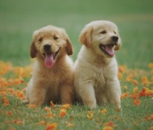 6 Best Golden Retriever Breeders In North Carolina 2021 We Love Doodles