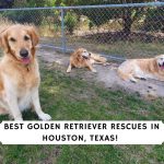 Golden Retriever Rescues in Houston