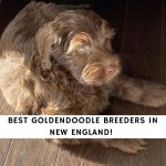 Goldendoodle Breeders in New England