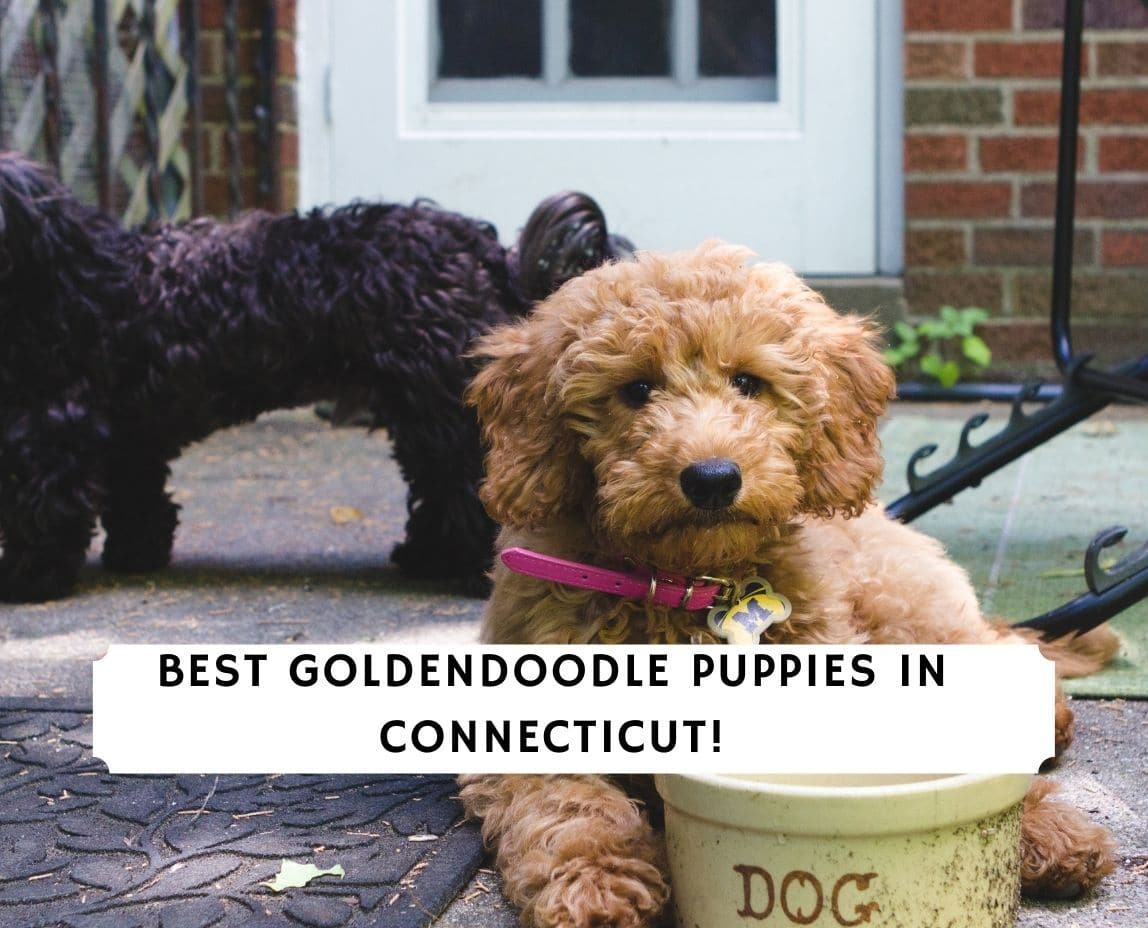 Goldendoodle Puppies in Connecticut Top 4 Breeders! (2023) We Love