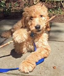 Labradoodles Are Playful