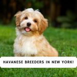 Havanese Breeders in New York