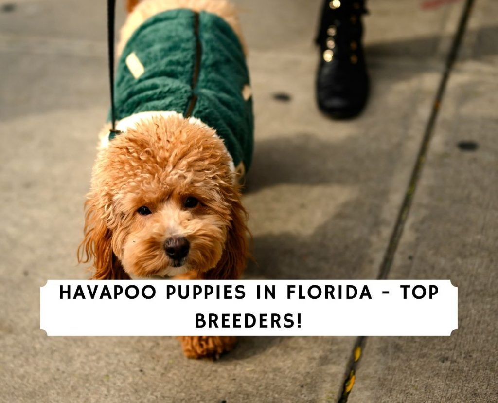 Havapoo Puppies In Florida Top 3 Breeders 2021 We Love Doodles