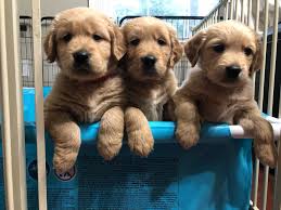 5 Best Golden Retriever Breeders In New York 2021 We Love Doodles