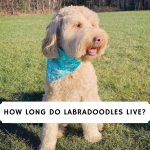 How Long Do Labradoodles Live