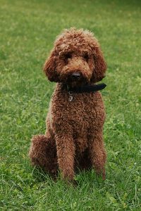 Labradoodles Are Mostly Hypoallergenic