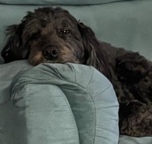 do cockapoo dogs bark a lot