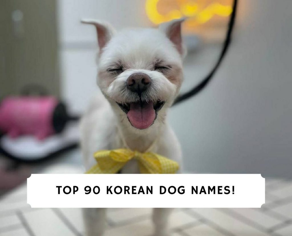 top-90-korean-dog-names-male-and-female-2024-we-love-doodles