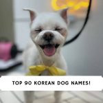Korean Dog Names