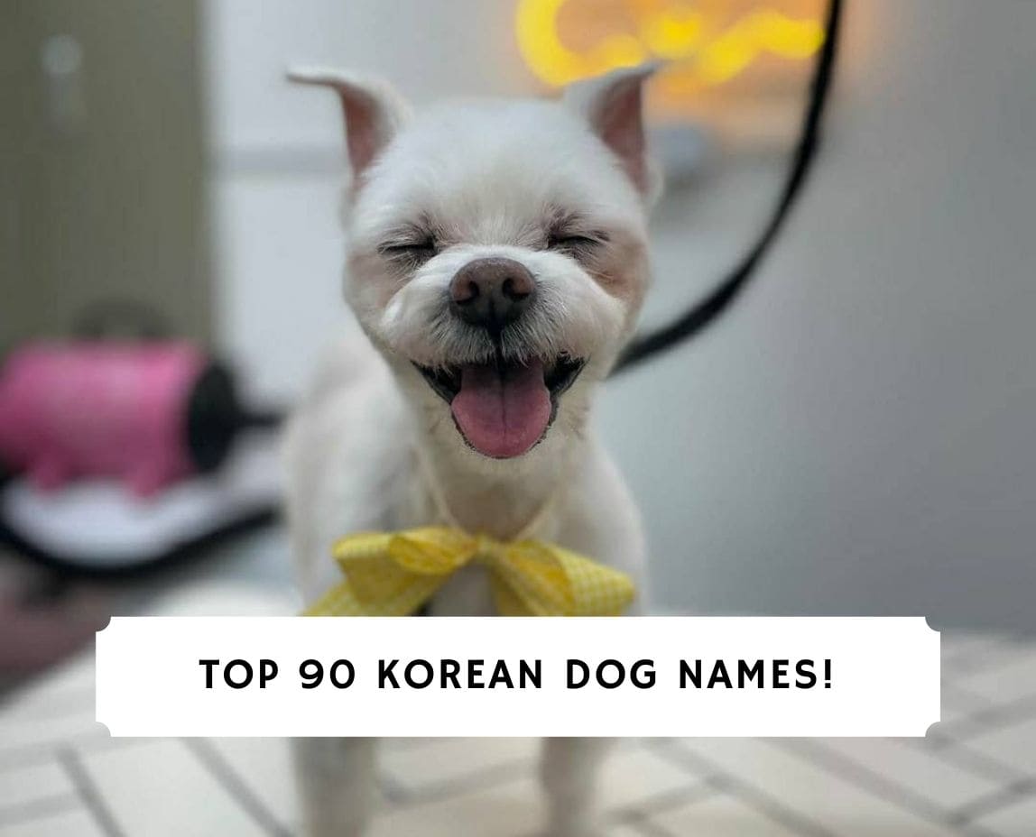 Top 90 Korean Dog Names Male And Female 2021 We Love Doodles