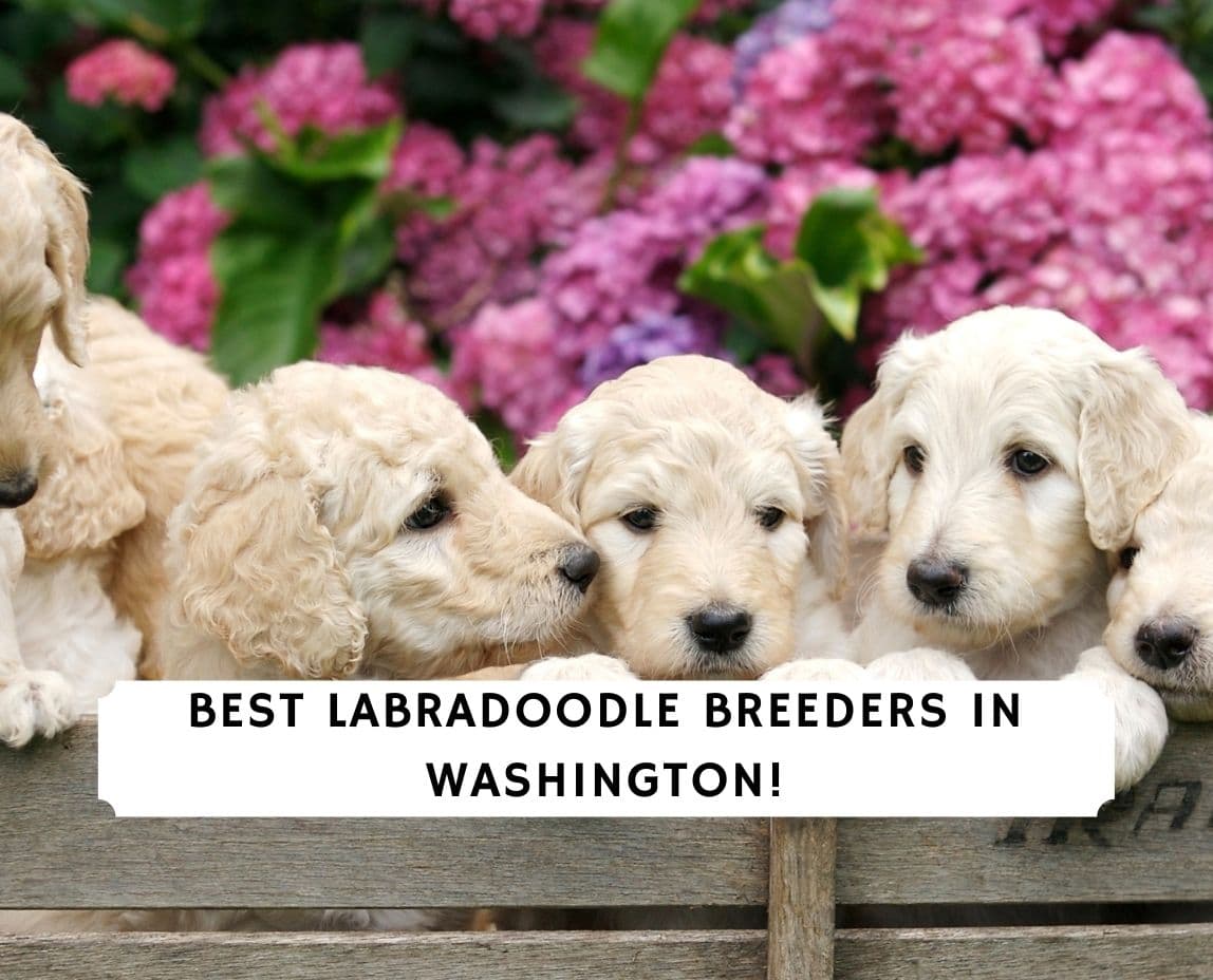 4 Best Labradoodle Breeders in Washington! (2021) We Love ...