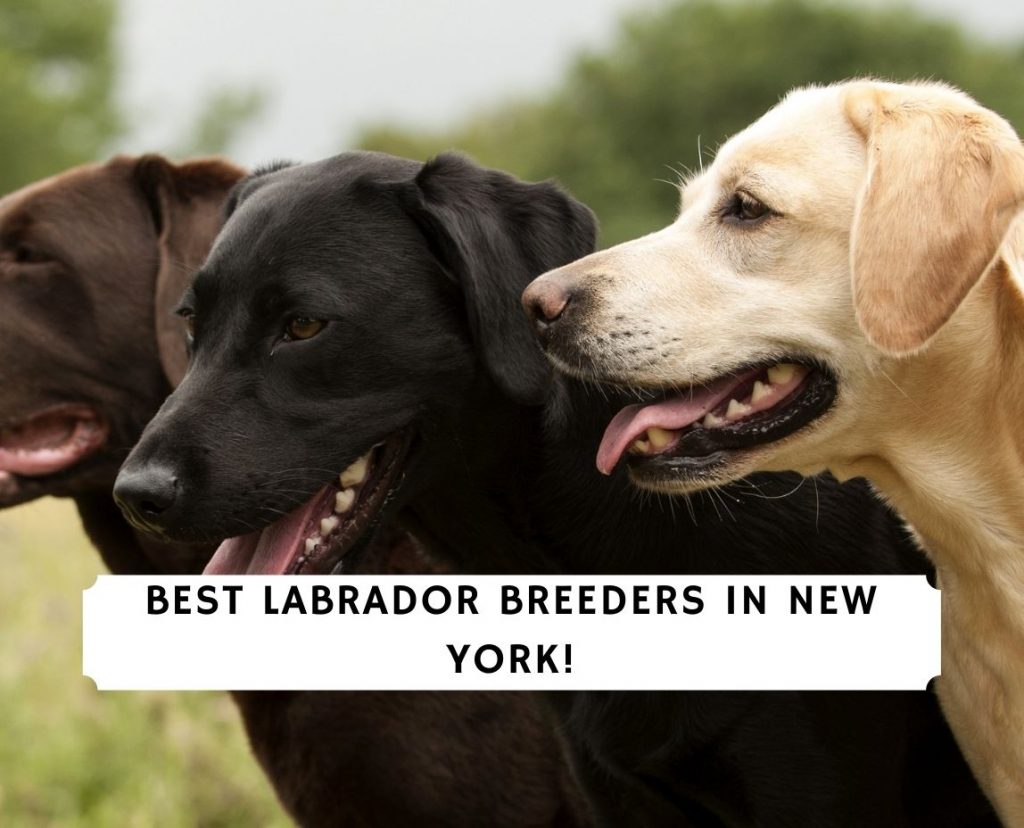 nyc animal breeder