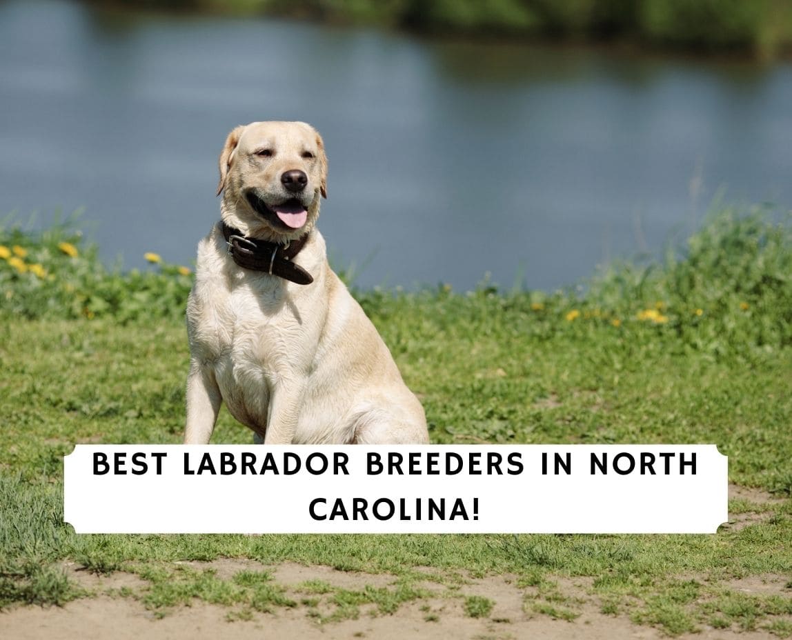 5 Best Labrador Breeders In North Carolina 2021 We Love Doodles