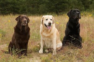 5 Best Labrador Breeders In North Carolina 2021 We Love Doodles