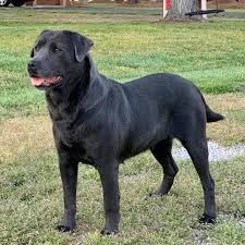 welovedoodles breeder breeders labrador labradors