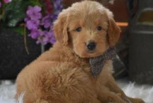 Majestic Rose Goldendoodles