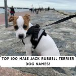 Male Jack Russell Terrier Dog Names