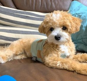 Maltipoo Dog Breed