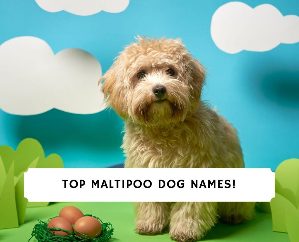 Maltipoo Dog Names