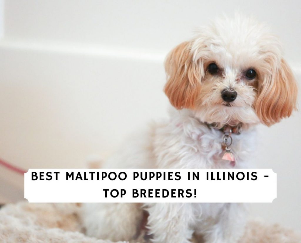 Best Maltipoo Puppies In Illinois Top 6 Breeders 2021 We Love Doodles