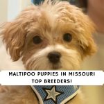 Maltipoo Puppies in Missouri