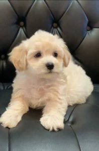 illinois maltipoo breeders maltipoos