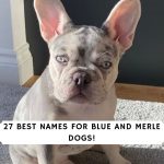 Names for Blue and Merle Dogs